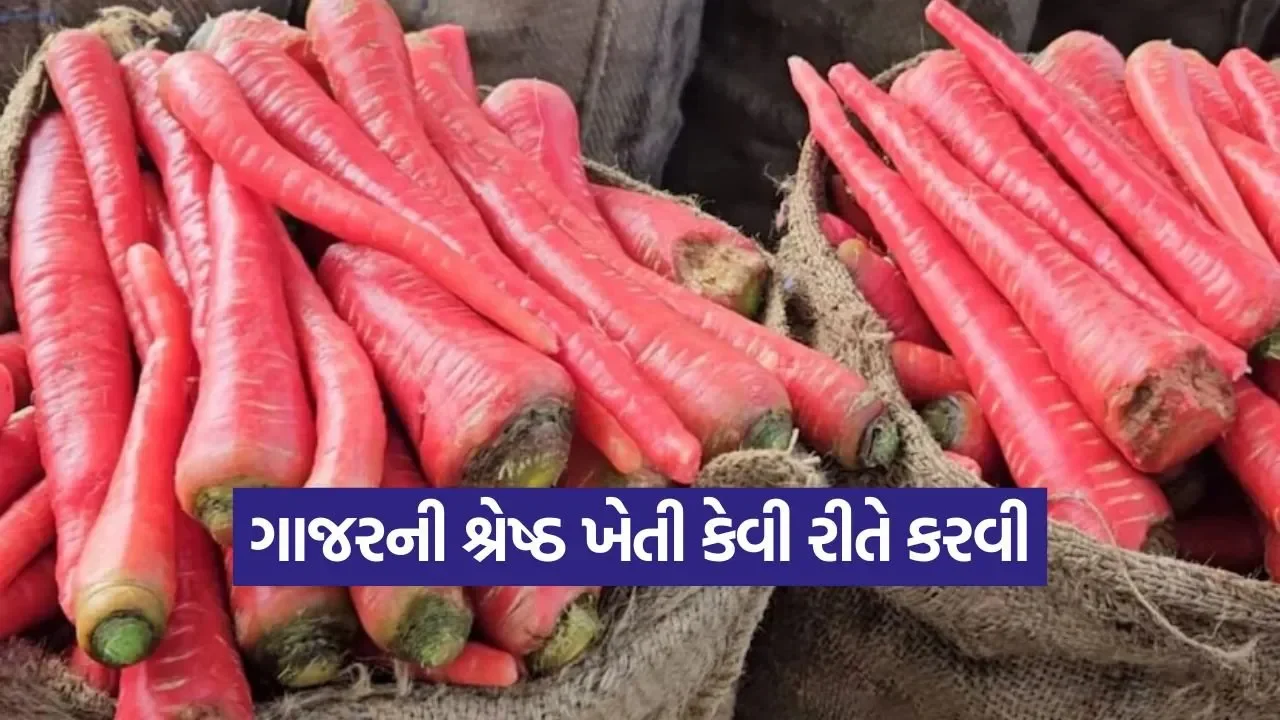 carrot cultivation winter season 1.jpg