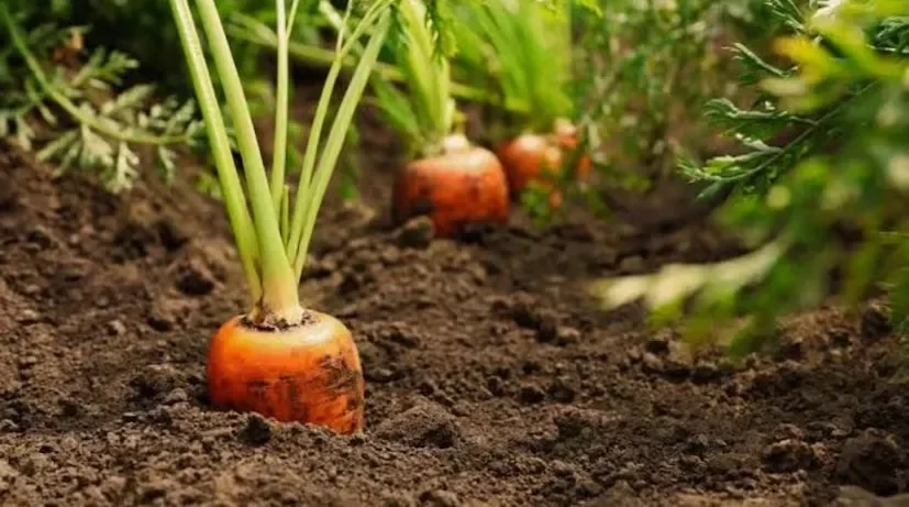 carrot cultivation winter season 1.png