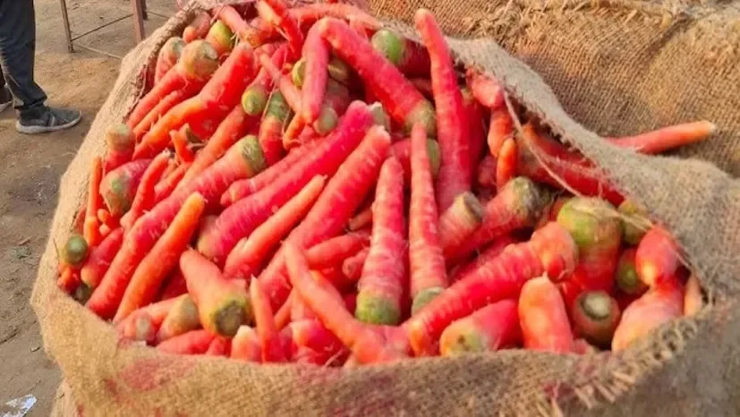 carrot cultivation winter season 2.png