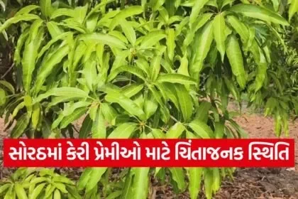 gir kesar keri season delay 1