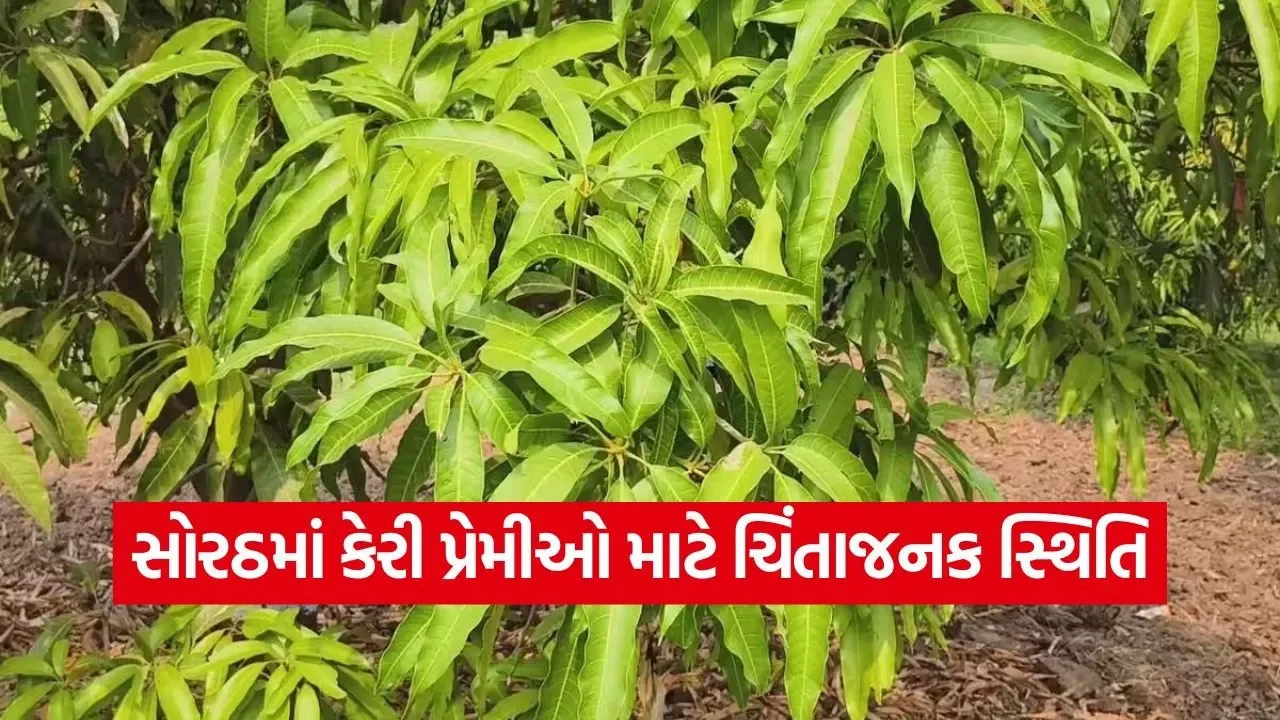 gir kesar keri season delay 1.jpg