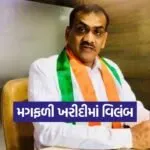 Gujarat groundnut procurement 2025 1