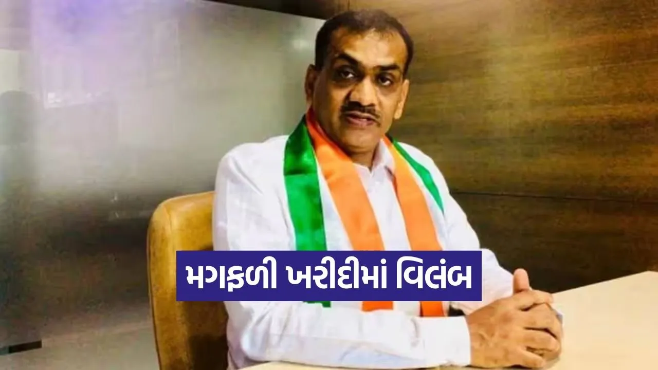 Gujarat groundnut procurement 2025 1.jpg