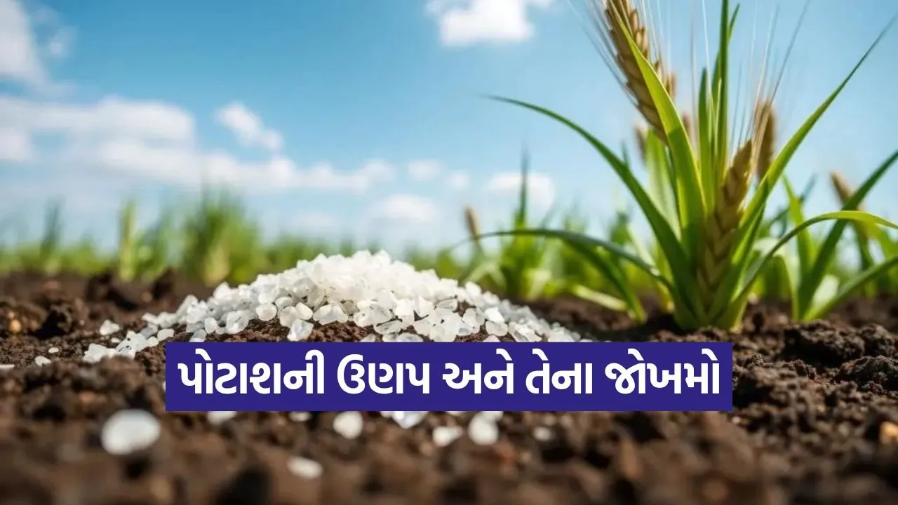 wheat crop potash benefits 1.jpg