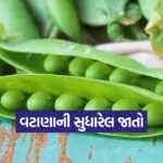 peas profitable cultivation 1