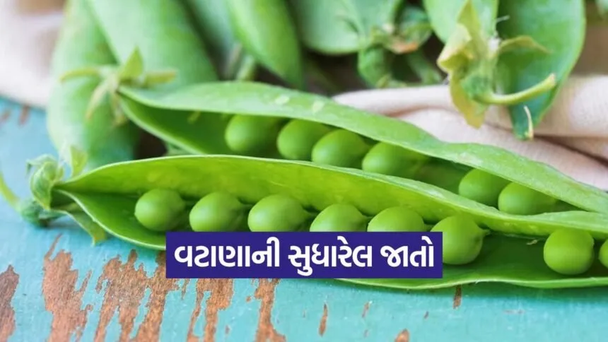 peas profitable cultivation 1