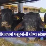 winter livestock care tips 1