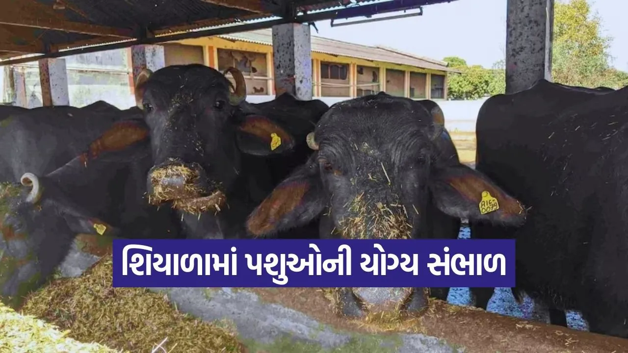 winter livestock care tips 1.jpg