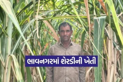 sugarcane cultivation bhavnagar 1