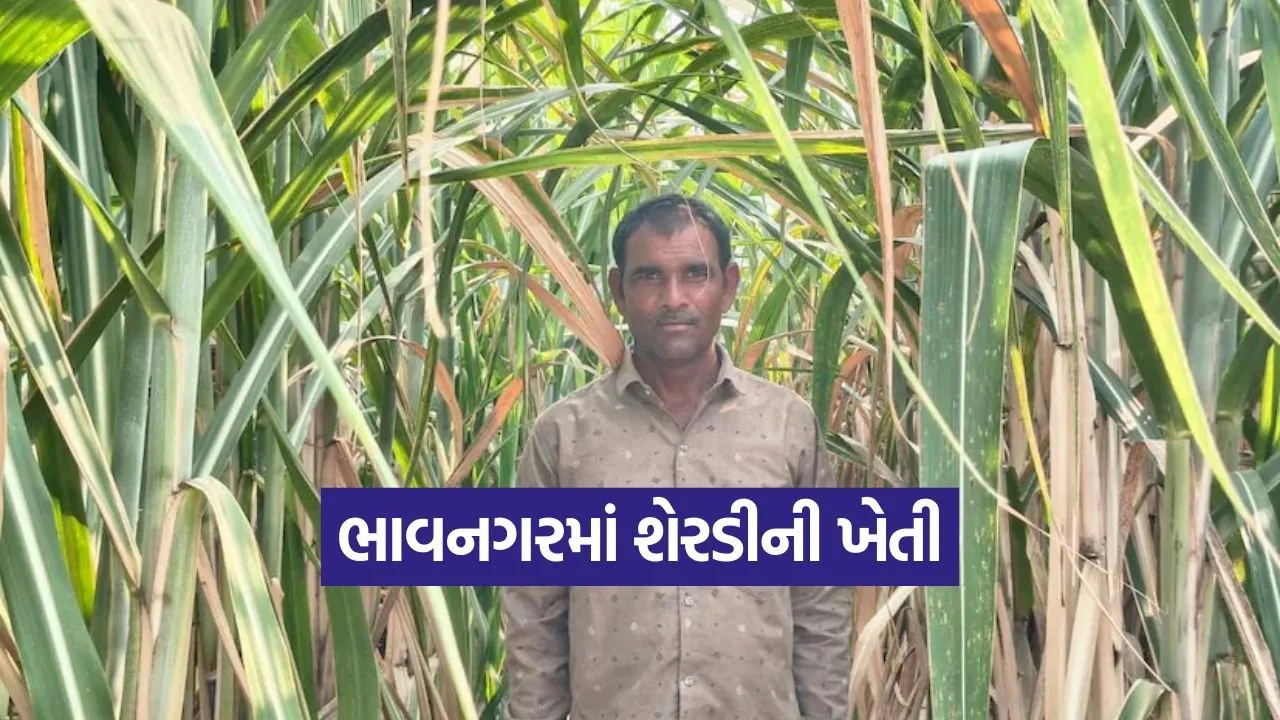 sugarcane cultivation bhavnagar 1.jpg