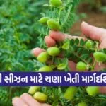 chickpea farming irrigation and urea 1
