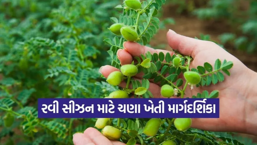 chickpea farming irrigation and urea 1