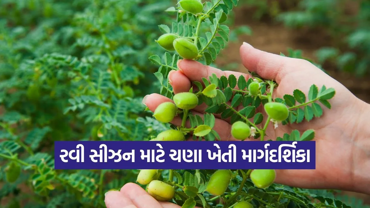 chickpea farming irrigation and urea 1.jpg