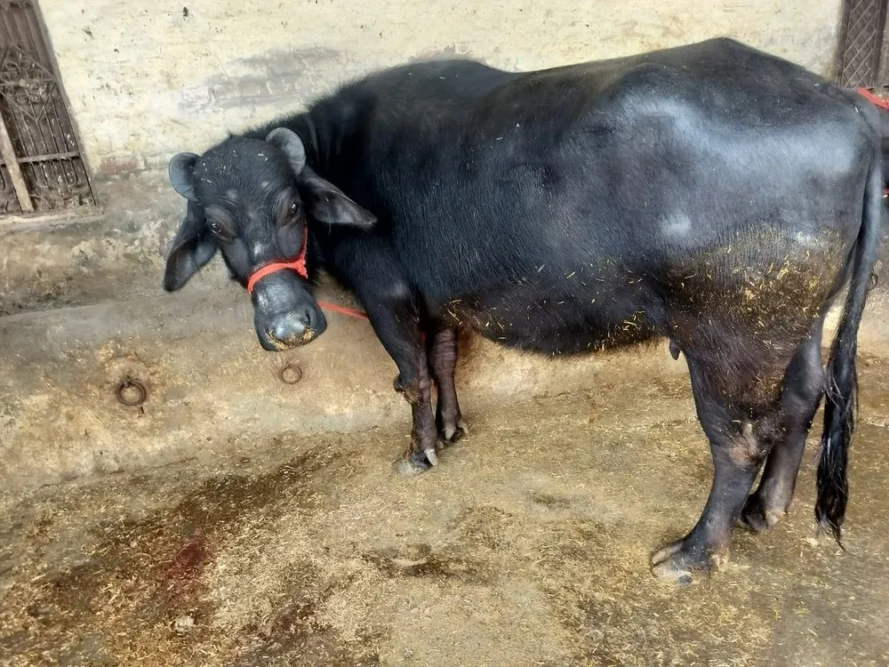 પશુપાલકો માટે માર્ગદર્શિકા: ગર્ભવતી ભેંસના ૯૦ દિવસ કેમ અગત્યના 2 Pregnant Animal Care 2.png