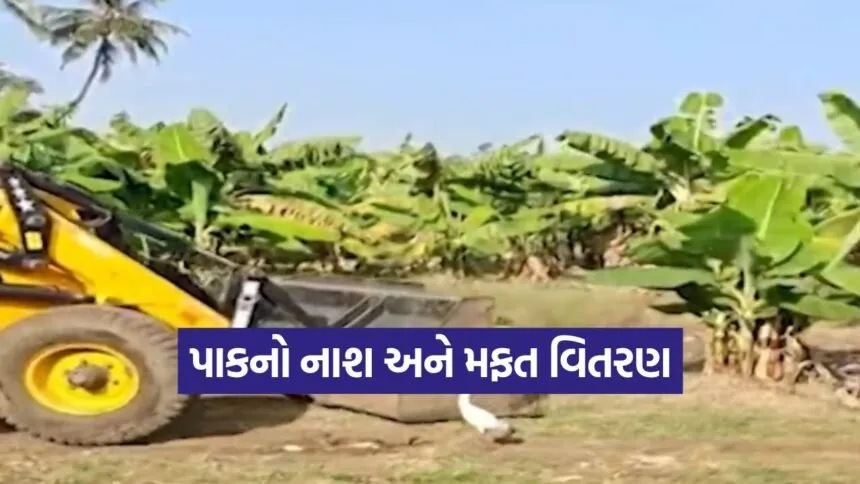 gujarat farmers price crisis 1