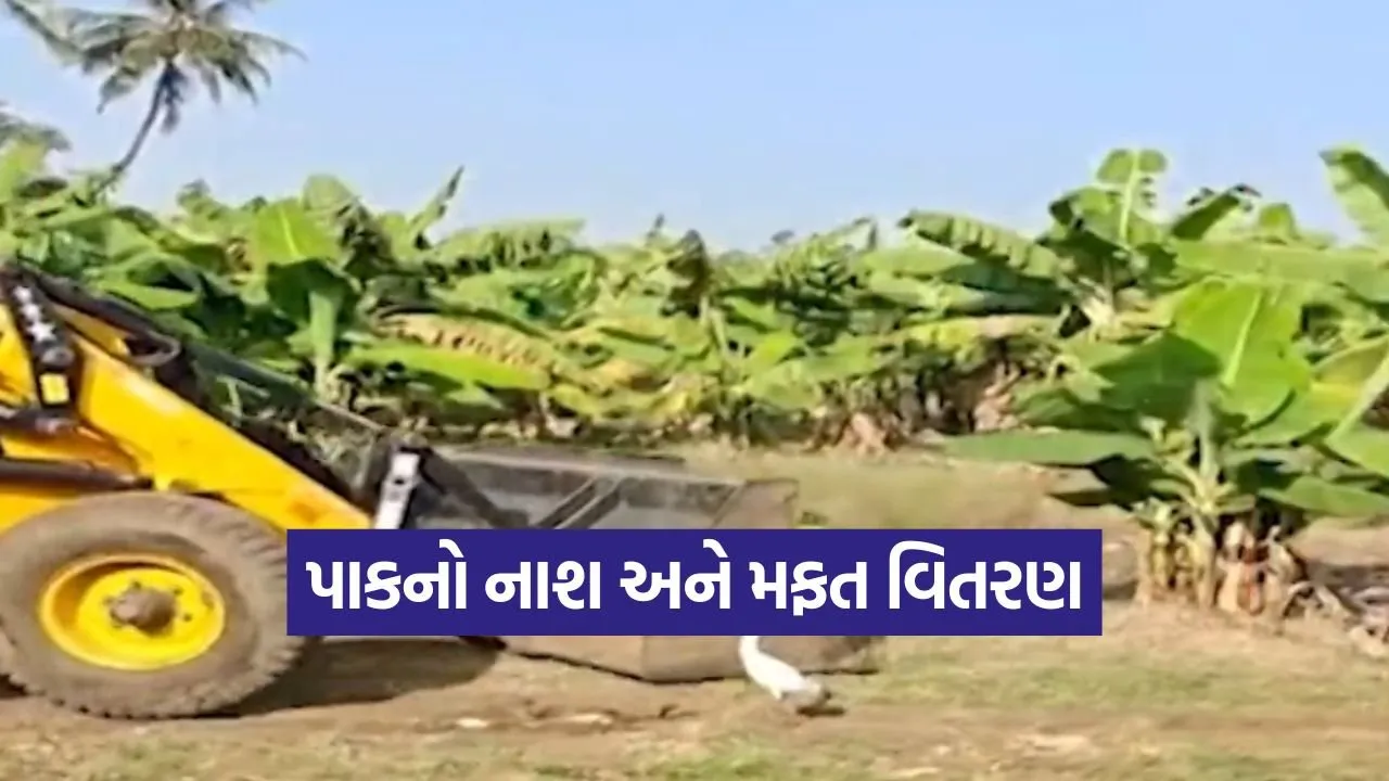 gujarat farmers price crisis 1.jpg