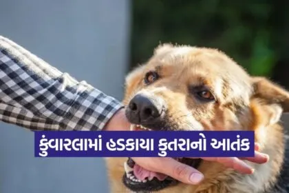 kunvarla dog bite incident 1