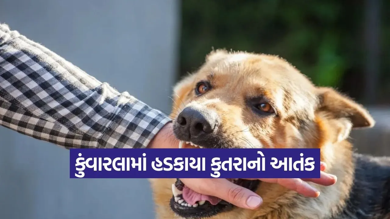 kunvarla dog bite incident 1.jpg