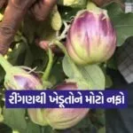 Bhavnagar brinjal Farming 1