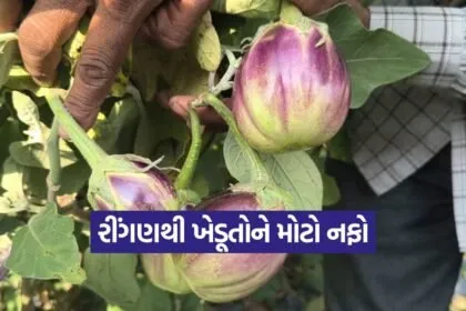 Bhavnagar brinjal Farming 1