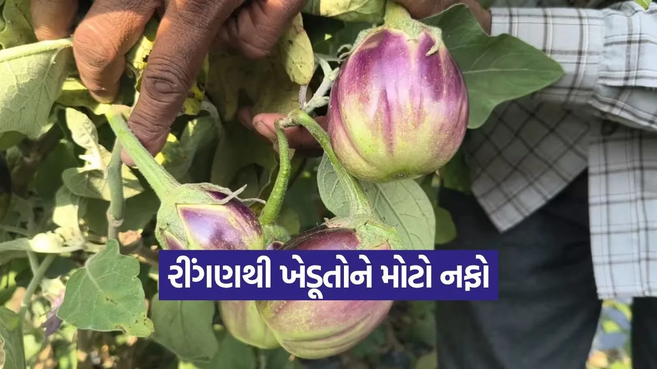 Bhavnagar brinjal Farming 1.jpg