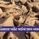 mehsana market yard today 1