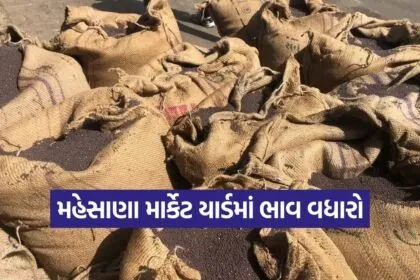 mehsana market yard today 1