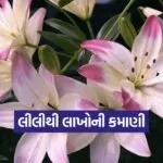 lily flower farming 1