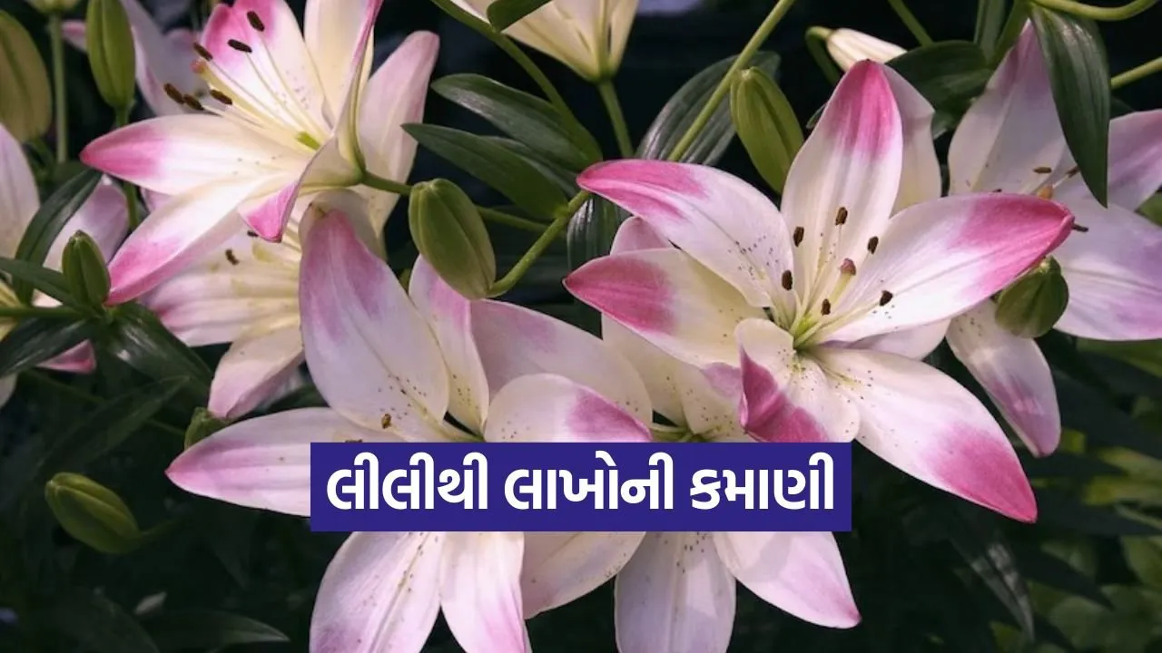 lily flower farming 1.jpg