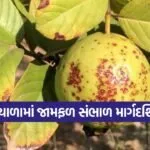 guava orchard winter care 1