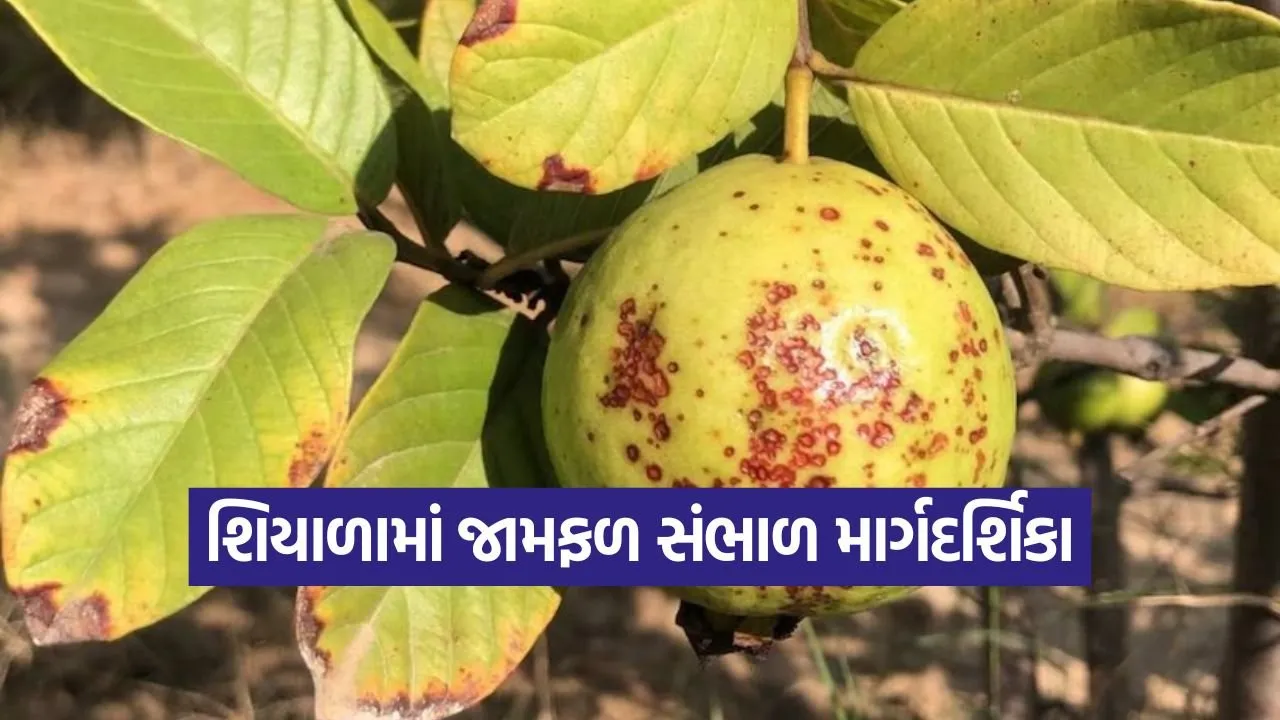 guava orchard winter care 1.jpg