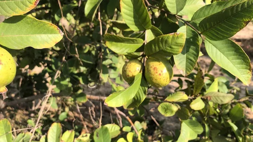 ઠંડીમાં જામફળના છોડને સુરક્ષિત રાખવાના કૃષિ નિષ્ણાતોના મહત્વપૂર્ણ ઉપાયો 2 guava orchard winter care 2.png