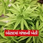 cannabis farming botad gujarat 1