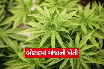 cannabis farming botad gujarat 1