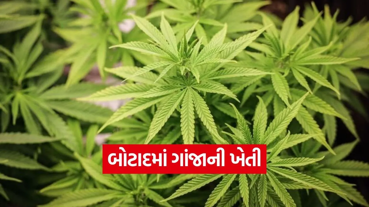 cannabis farming botad gujarat 1.jpg