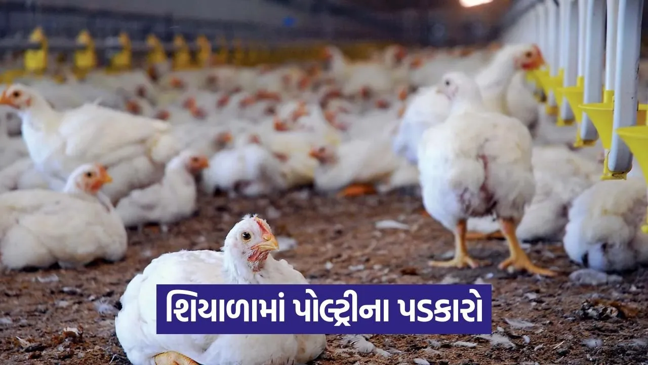 poultry winter temperature control 1.jpg