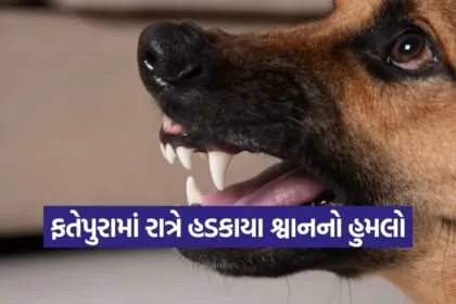 dahod fatepura dog attack 1