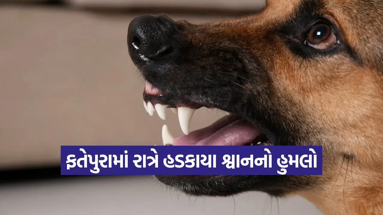 dahod fatepura dog attack 1.jpg