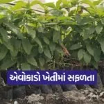 avocado farming Gujarat 1
