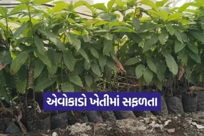 avocado farming Gujarat 1