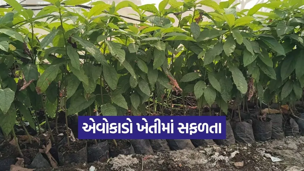 avocado farming Gujarat 1.jpg