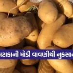 vijapur potato late sowing 1