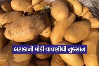 vijapur potato late sowing 1