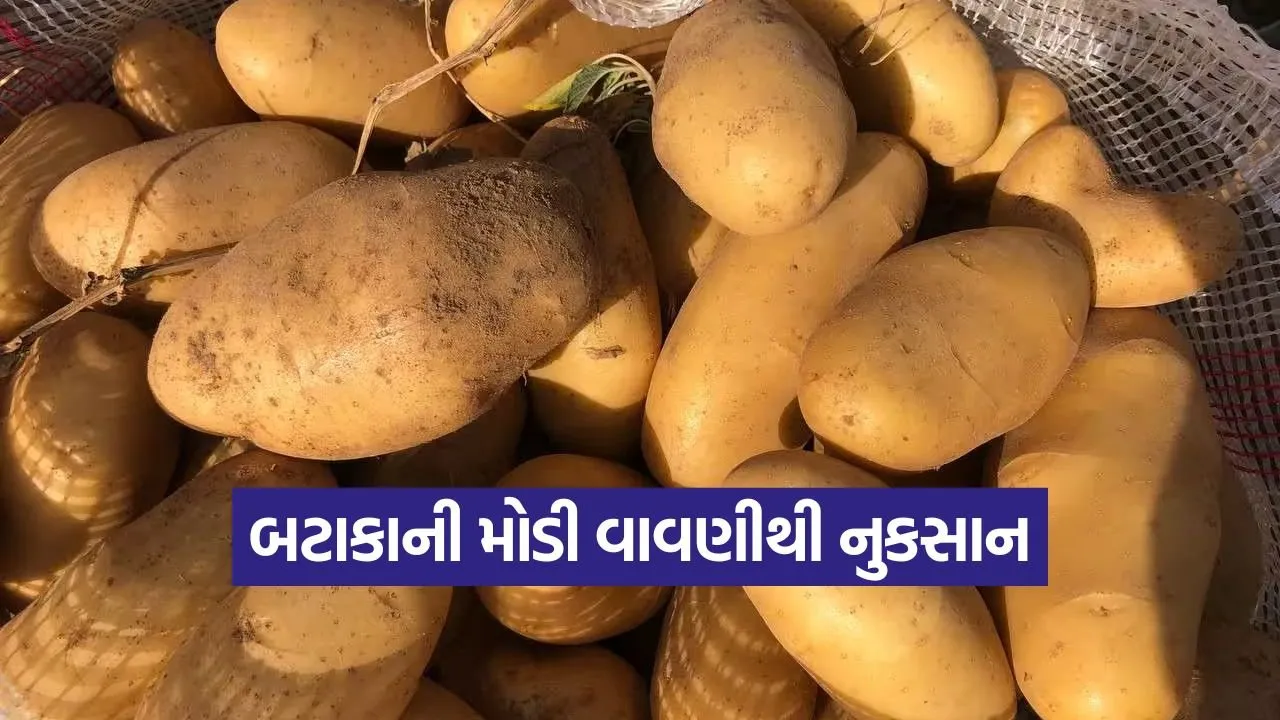 vijapur potato late sowing 1.jpg