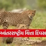cheeta