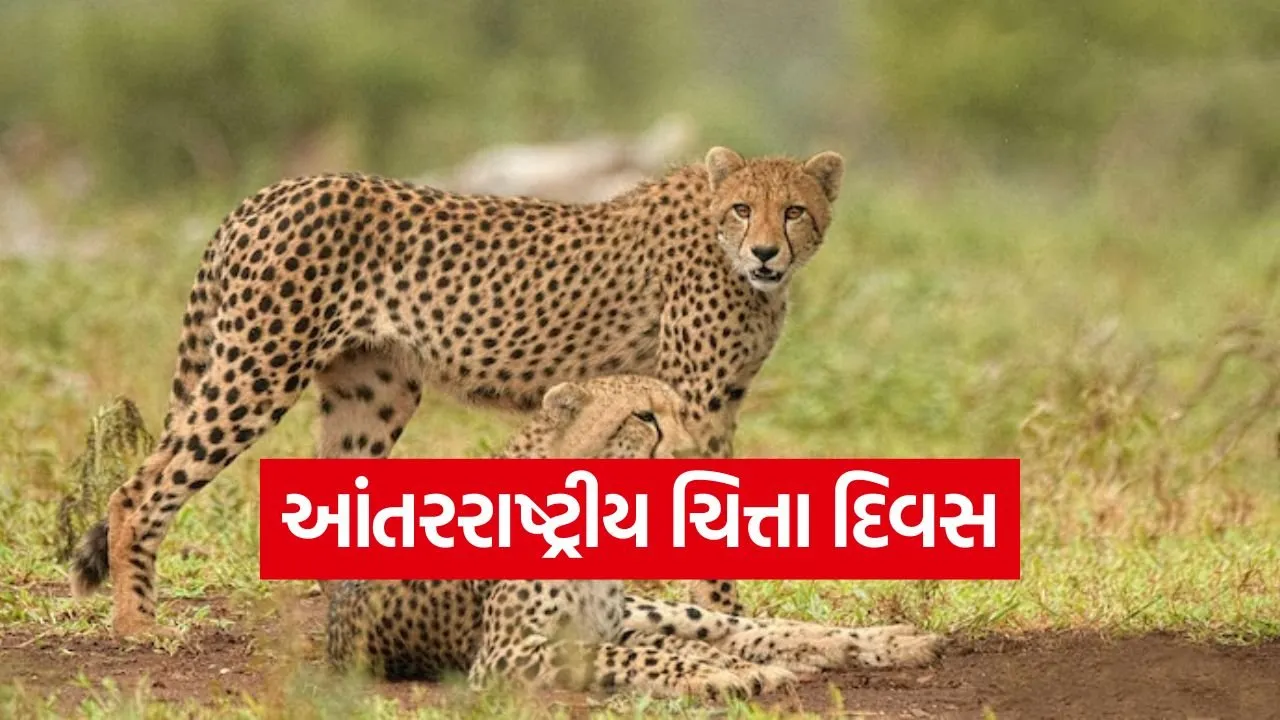 cheeta.jpg