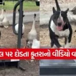 dogs