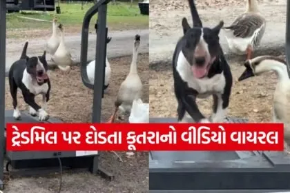 dogs