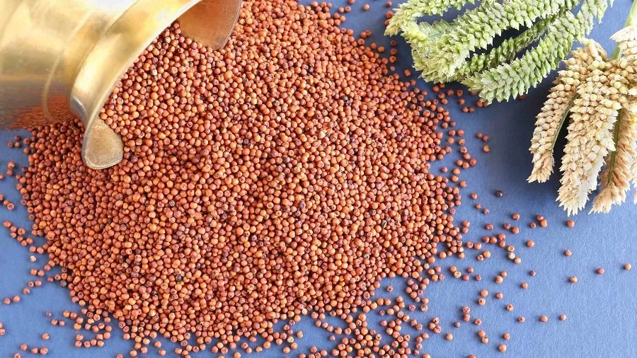 વજન ઘટાડવા અને સુગર કંટ્રોલ કરવા માટે બેસ્ટ છે રાગીના ઢોસા, નોંધી લો રીત 3 ragi.jpg