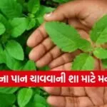 tulsi
